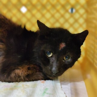 飼い主死亡６匹収容・⑤引き出しのサポートいたします