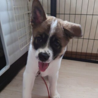 【相談中】かわいい子犬　ツイくん　2ヶ月