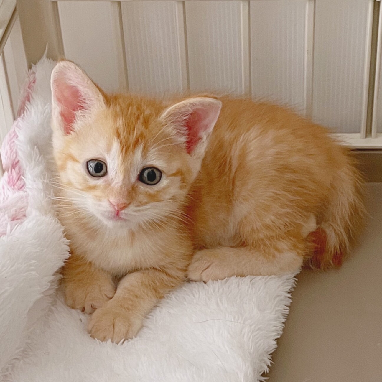 オーダーページ4/3女の子とらにゃんこ819premium レアパネル