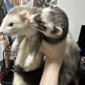 フェレット