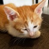 ちび猫ちゃんの里親様を募集しています。 サムネイル2