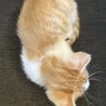 ちび猫ちゃんの里親様を募集しています。 サムネイル3