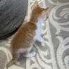 ちび猫ちゃんの里親様を募集しています。 サムネイル4
