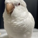 オキナインコ　緊急里親募集