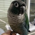 緊急里親募集 ウロコインコ