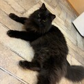 もっふもっふ！とにかくもふもふ　まめちゃん