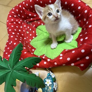 なつこい茶白男の子