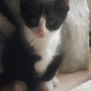 八われのハ葉君里親さん募集一時停止