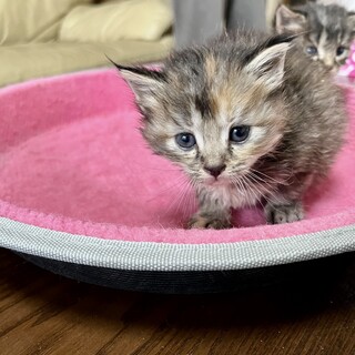 麦わら長毛メス　