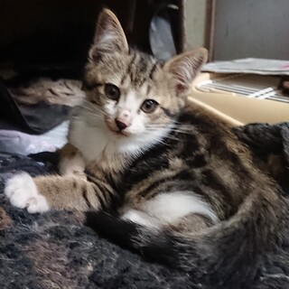 もちまる君似、男の子、おとなしいです。大阪