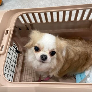 チワワ　白雪姫ちゃん　里親様募集☆