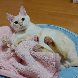 6/19 (日)譲渡会参加　超絶甘えん坊ニャンコ