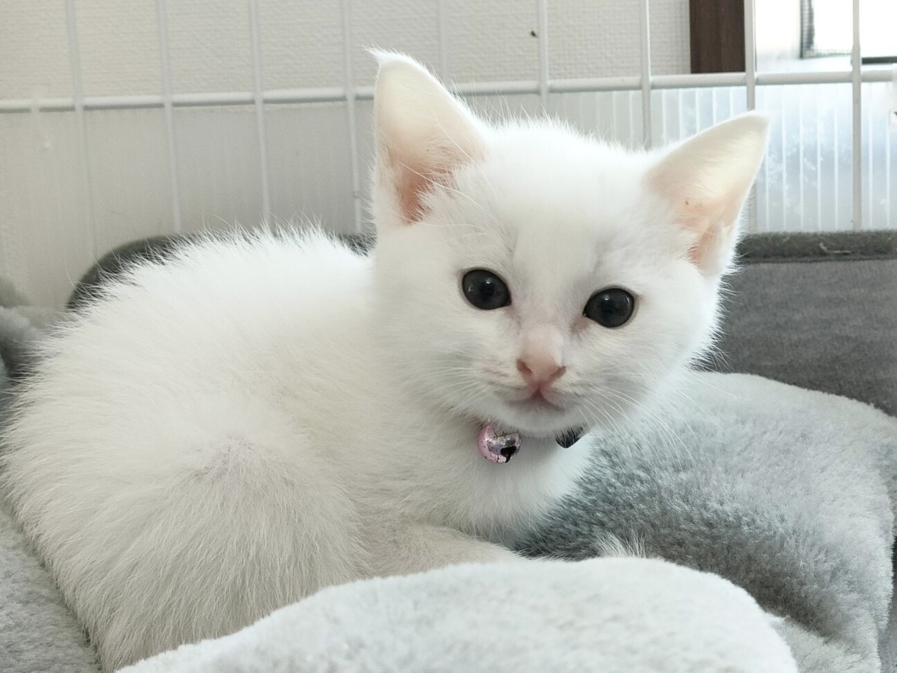 Kamo ホワイトファー 猫 1595215.jpeg