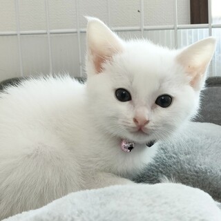 6/16譲渡会！引っ込み思案なコロンちゃん