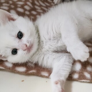 【6/29譲渡会】しっかり者なビスコちゃん！