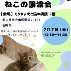 ねこの譲渡会 inもりやま犬と猫の病院