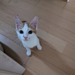 ねこの譲渡会 inもりやま犬と猫の病院 サムネイル2