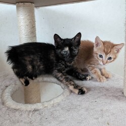 ねこの譲渡会 inもりやま犬と猫の病院 サムネイル3