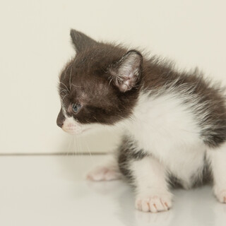 5月6日生まれの子ネコです。
