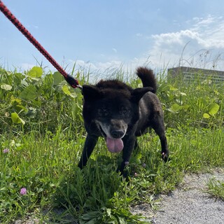 甲斐犬！高齢犬！大切にしてくれる方助けてください。