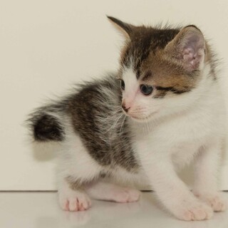 5月6日に生まれた子ネコです