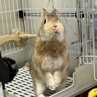 急募‼️うさぎさん