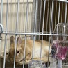 急募‼️うさぎさん サムネイル2