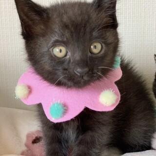 【6/23東銀座】あんこちゃん★２ヵ月半♪