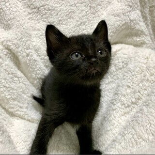 【6/23東銀座】コルンくん★2ヶ月♪