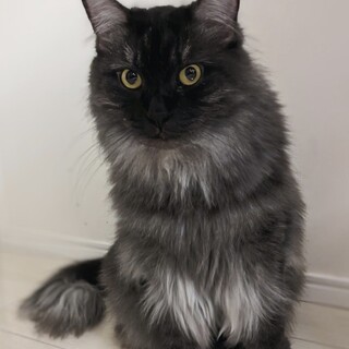 【6/23東銀座】ミカちゃん★2歳♪