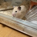 キンクマハムスター里親募集