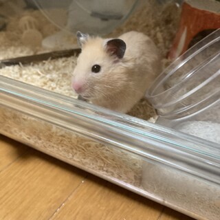 キンクマハムスター里親募集
