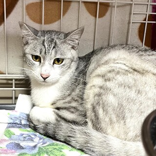 里親決定。銀太くん去勢済キャリア