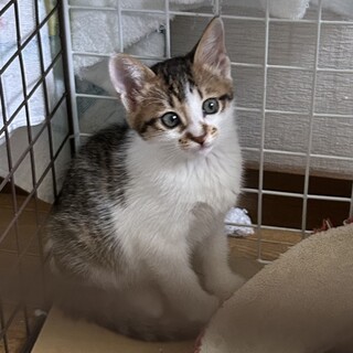 キジシロの女の子2カ月ひめちゃん