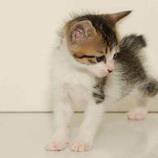5月6日に生まれた子ネコです