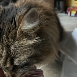 「魅惑の赤い球体！」サムネイル2