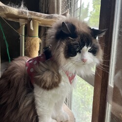 「魅惑の赤い球体！」サムネイル3