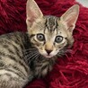 ちび猫ちゃんの里親様を募集しています。 サムネイル5