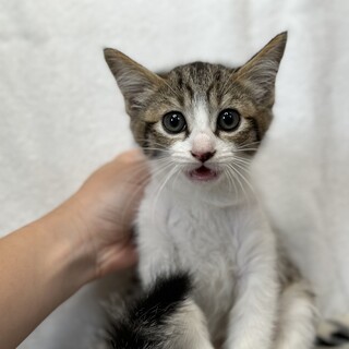 生後2.3ヶ月　おっとり3兄弟