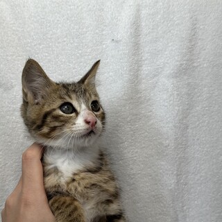 生後2.3ヶ月のおっとり3兄弟