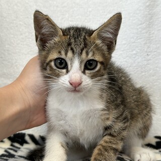 生後2.3ヶ月のおっとり3兄弟