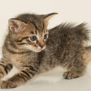 5月6日に生まれた子ネコです