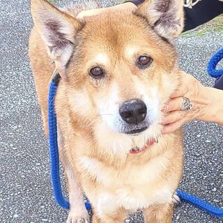 12キロ穏やかな中型犬