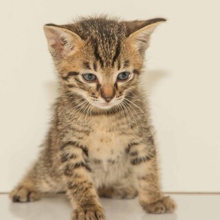 5月6日に生まれた子ネコです