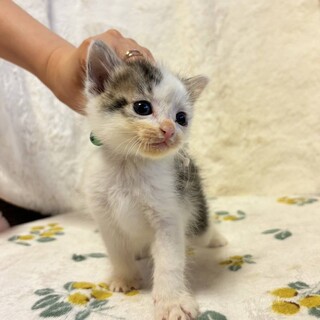 ミルクから育てました☆ほわほわちゃん