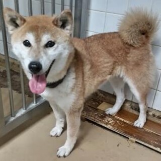迷子の柴犬　　収容期限6月21日迄