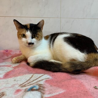 【被災地より】お鼻のチョボがかわいい♡クッカ