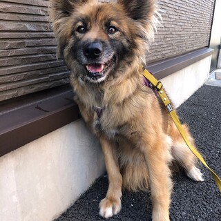 モフモフの【ｸﾞﾗﾝﾎﾞ】君