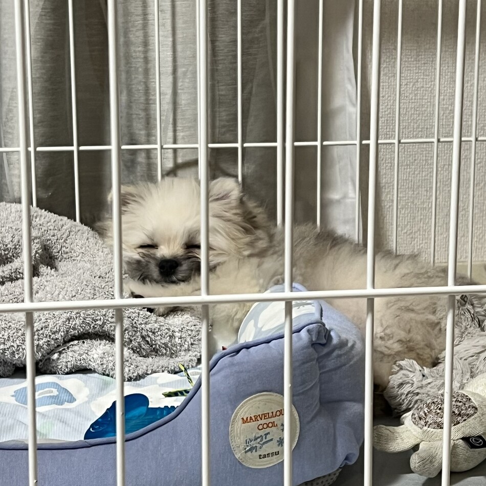 ピペのカバー写真