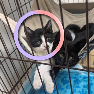 甘え上手さん！☆白黒ハチワレ☆4月生まれ♂